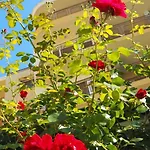 Joya Park * Altın Kumlar